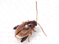 Longitarsus melanocephalus